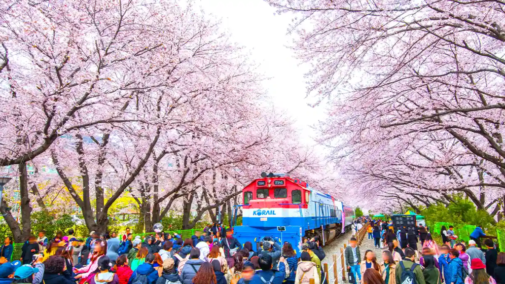 Jinhae cherry blossom festival day trip from Seoul